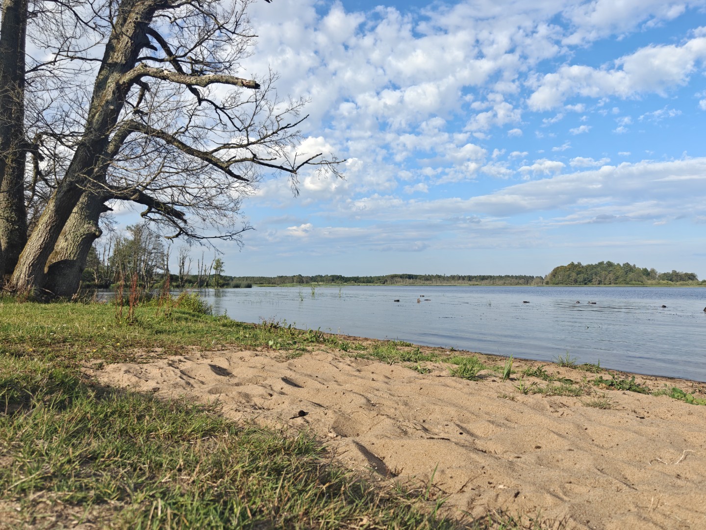A serene lake shore under a bright blue sky with scattered clouds, old trees leaning over sandy grass